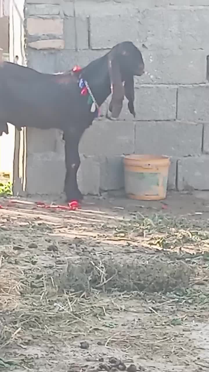 قیمت 13|حیوانات مزرعه|آق قلا, |دیوار