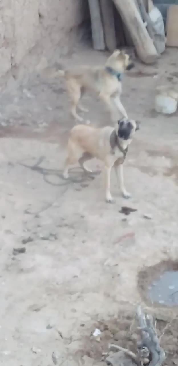 توله سگ سرابی به شرط آدمی معاوضه با سگ گوسفندی|سگ|شیروان (خراسان), |دیوار