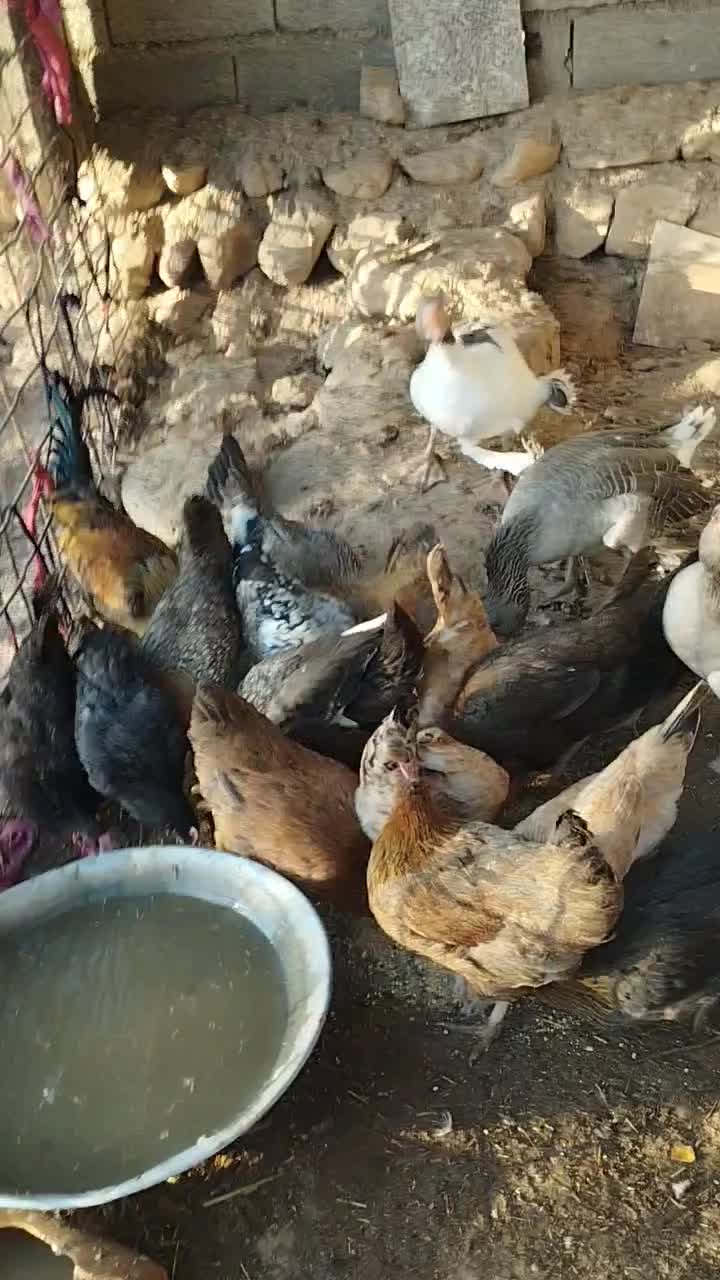 مرغ|حیوانات مزرعه|زرین آباد, |دیوار