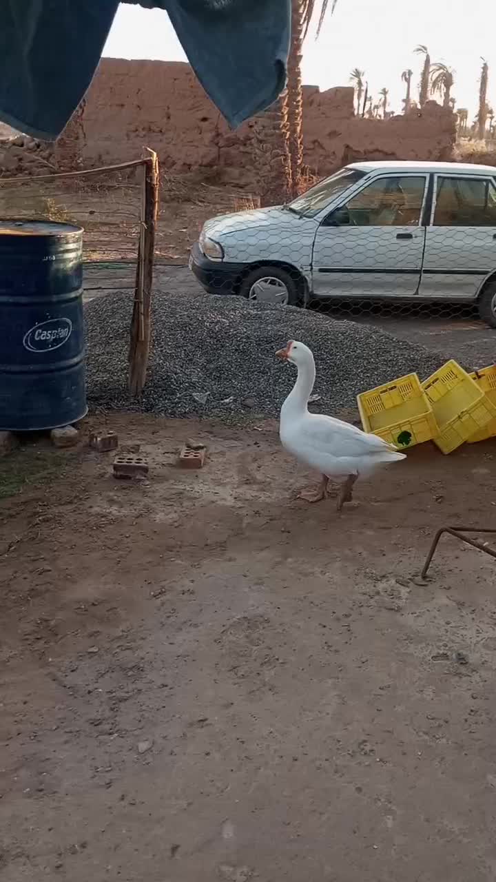 قوغاز نر|پرنده|فهرج, |دیوار