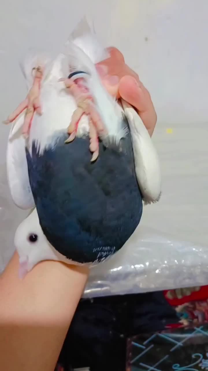 کبوتر طوقی|پرنده|سقز, |دیوار