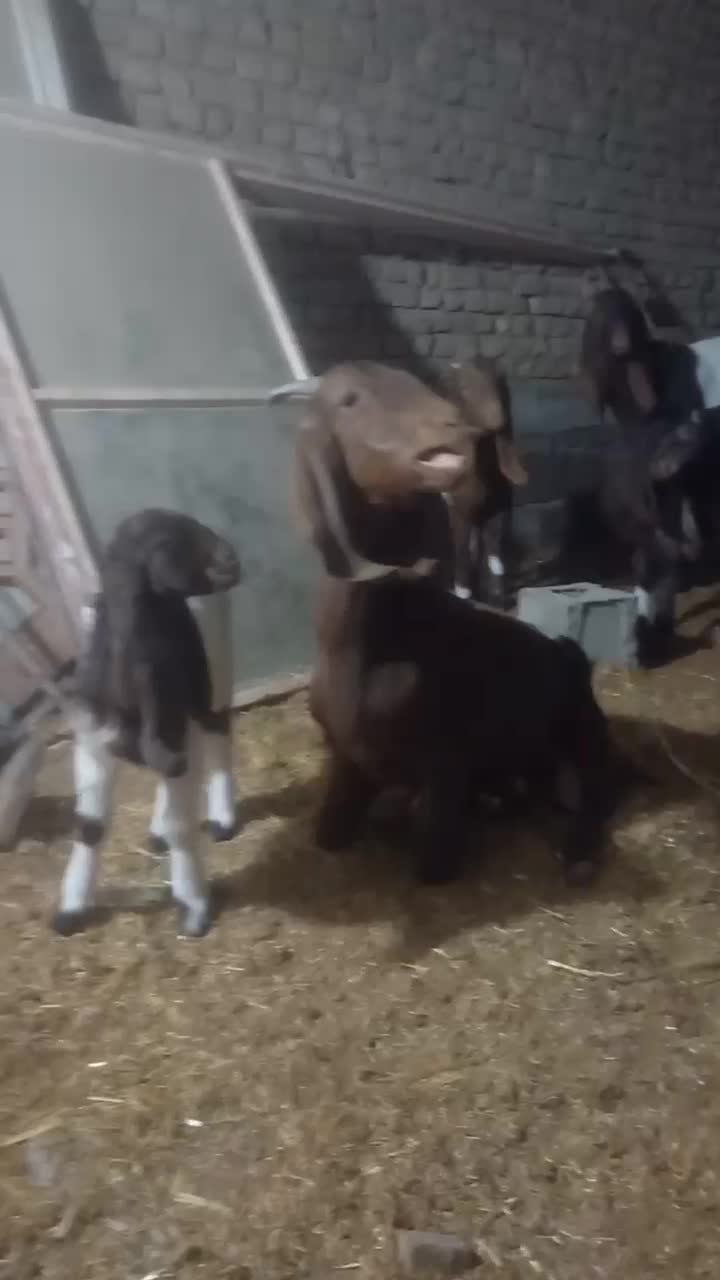 بز با بزغاله|حیوانات مزرعه|گلبهار, نوبهار|دیوار