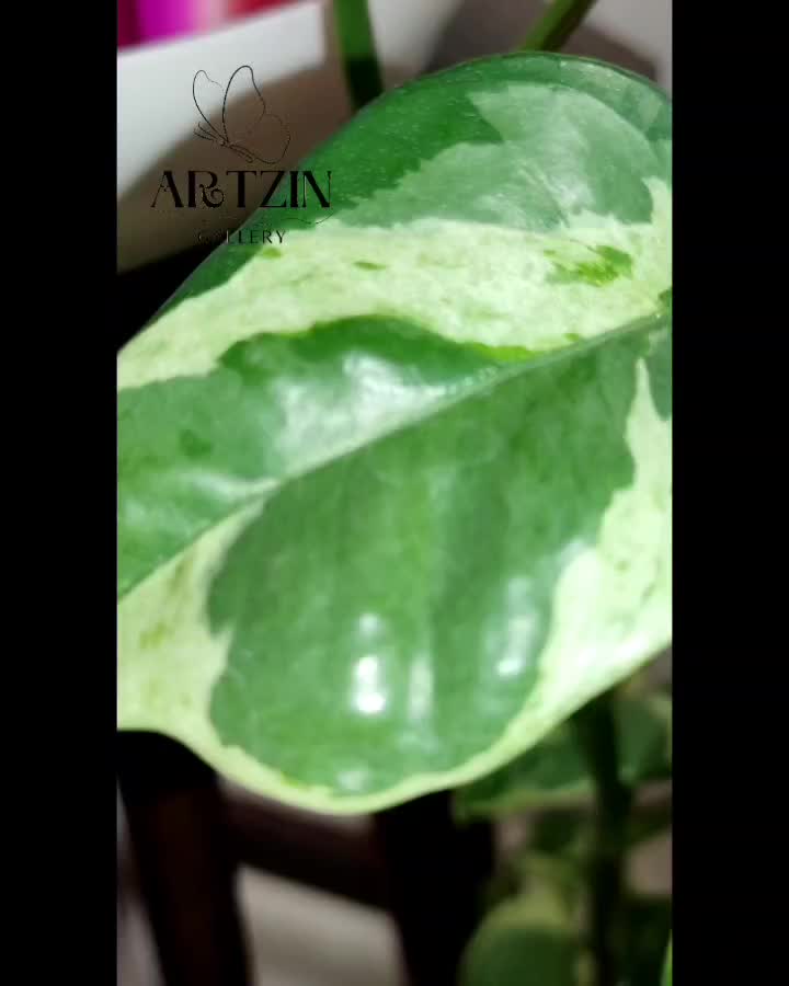 جعبه دستمال کاغذی و سطل|صنایع دستی و سایر لوازم تزئینی|مشهد, نکاح|دیوار
