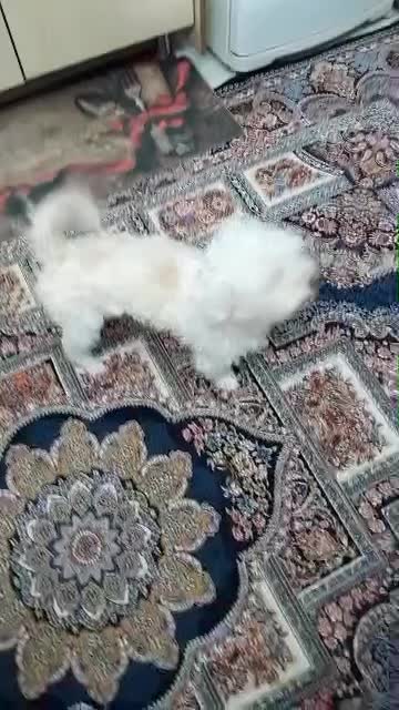 گمشده شیتزو تریر حدودا ۴ ماه پیش|حیوانات|تهران, بیسیم|دیوار