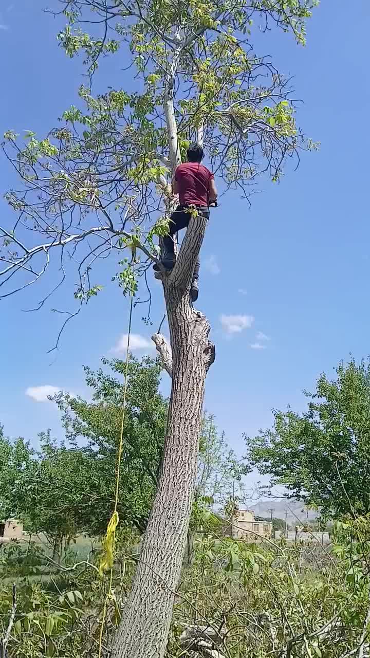 خرید چوب  ودرخت وتیرسقفی|خدمات باغبانی و درختکاری|شازند, |دیوار