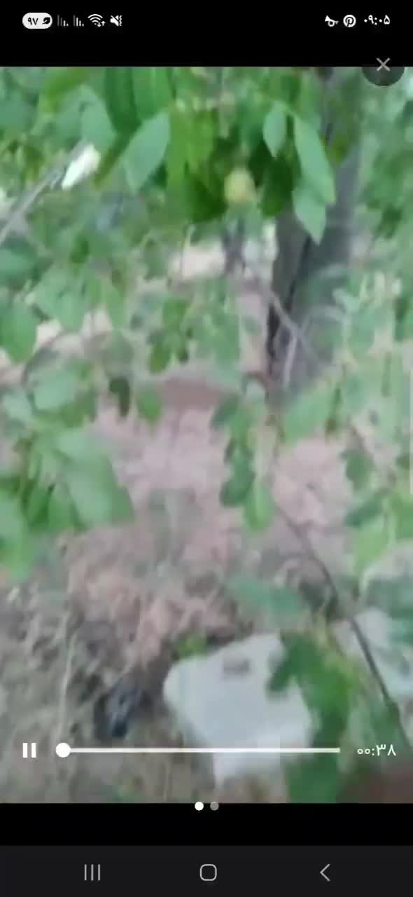 گردوی تازه همدان|خوردنی و آشامیدنی|کرج, خلج آباد|دیوار