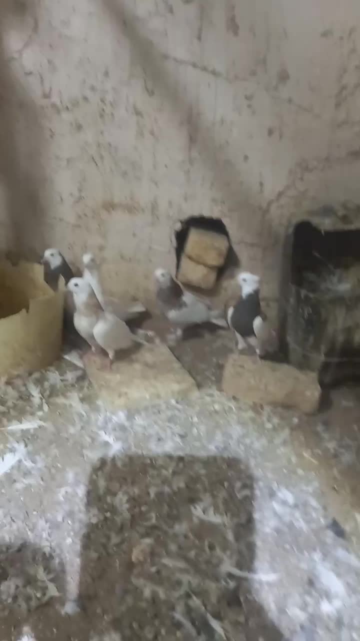 طوقی|پرنده|جرقویه, |دیوار