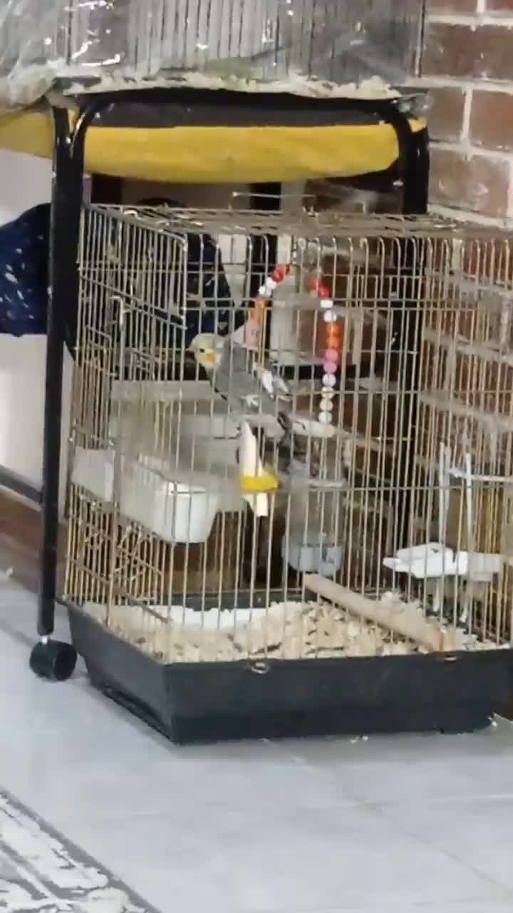 عروس هلندی نر و ماده|پرنده|فردیس, شهرک شهید حسینی|دیوار