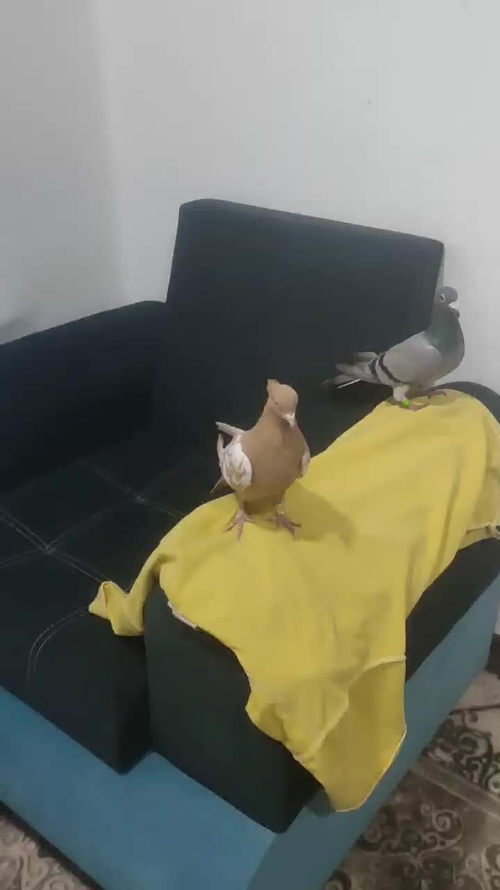 کبوتر سینه زرد و سبز پلاکی ماده|پرنده|شیراز, شیخ علی چوپان|دیوار