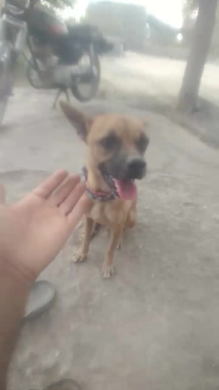 سگ بسیار با هش نژاد شیوا وا|سگ|شمیل, |دیوار