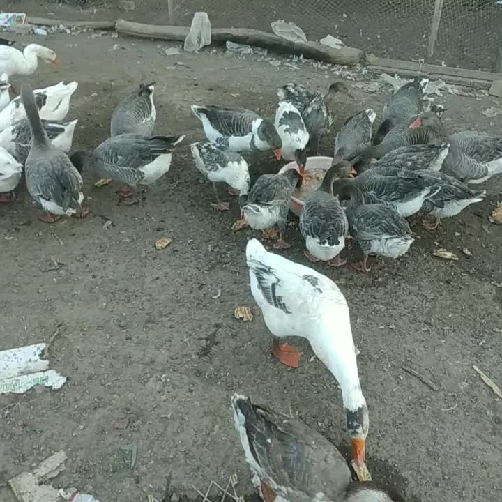 غاز طبیعی|حیوانات مزرعه|خلخال, |دیوار