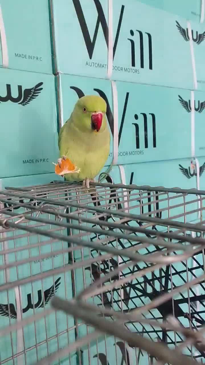 طوطی ملنگو سالم ماده|پرنده|شهریار, شهرک وائین|دیوار