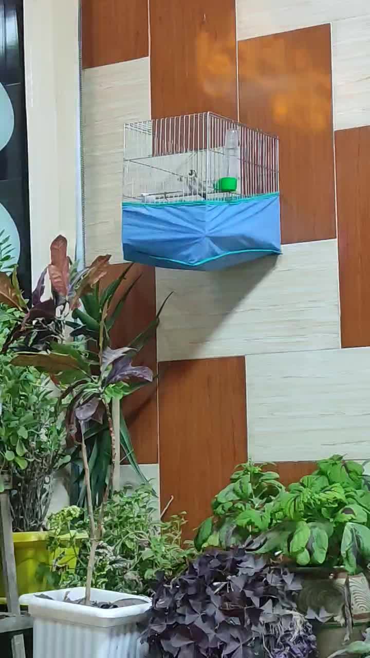 سهره درجه ۱|پرنده|سنندج, |دیوار