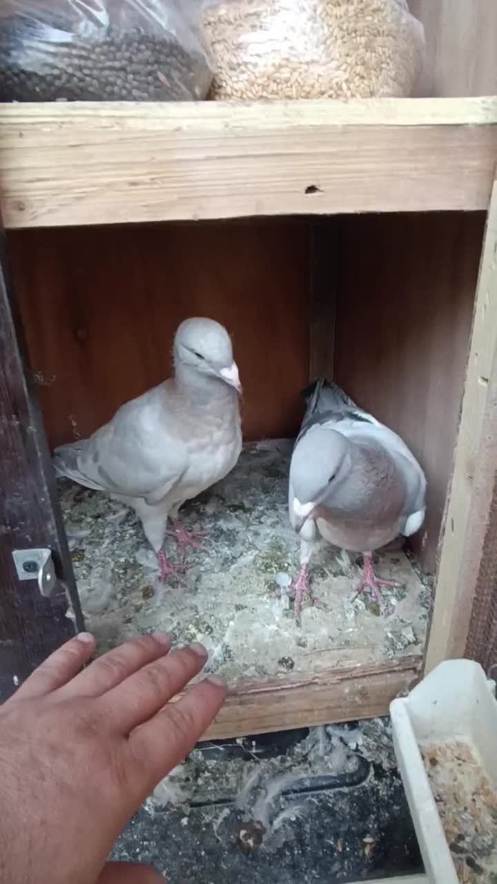 کفتر ریحان|پرنده|باقرشهر, |دیوار