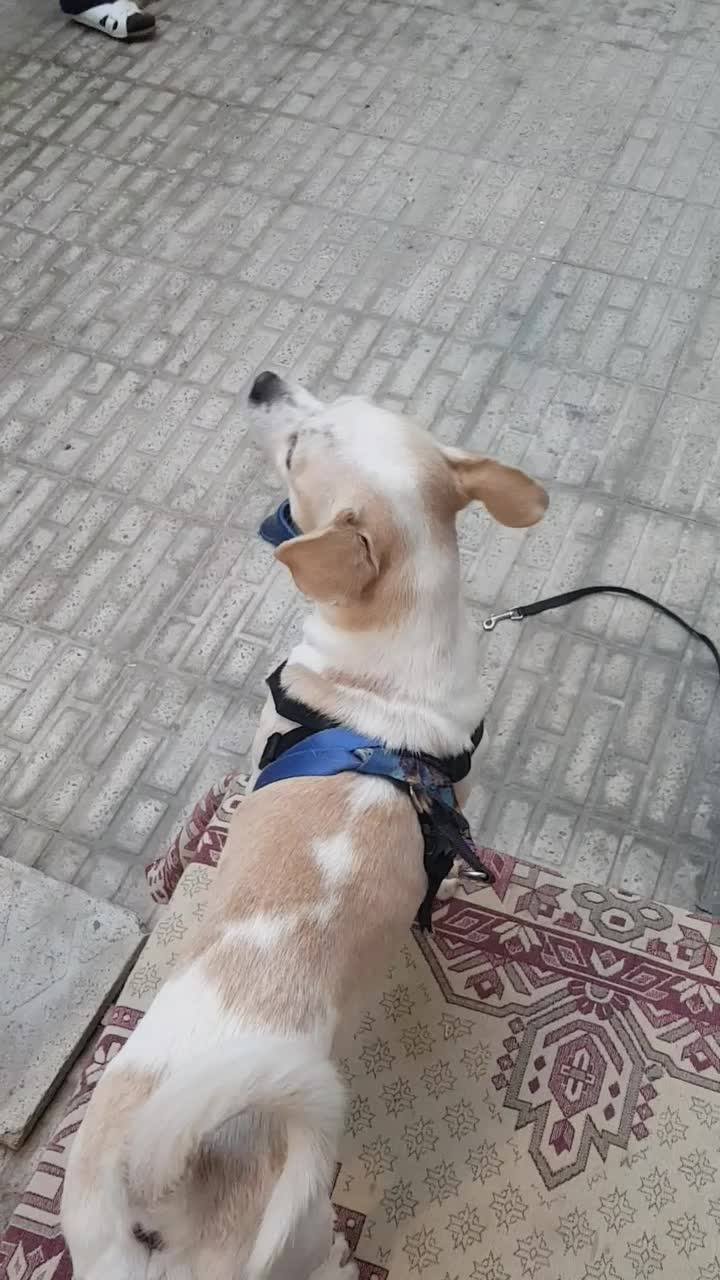 واگذاری پد خانگی|سگ|کرج, گوهردشت|دیوار