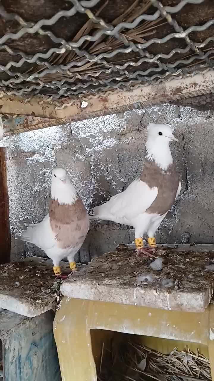 طوقی|پرنده|دهدشت, |دیوار