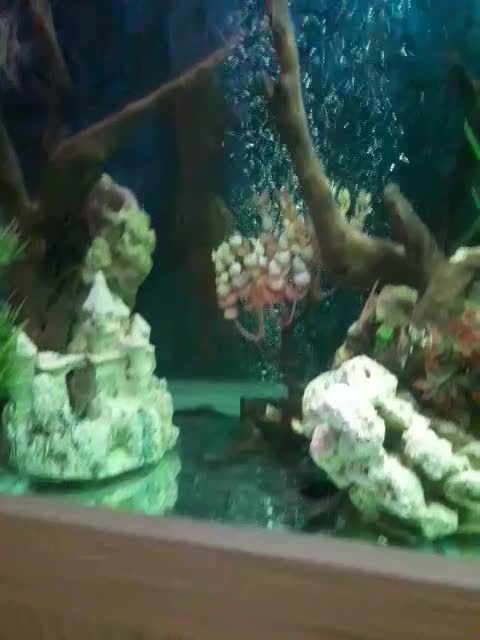 یک جفت کت فیش لجنخوار پلنگی|ماهی|کرج, شهرک علی ابن ابیطالب (کوثر)|دیوار