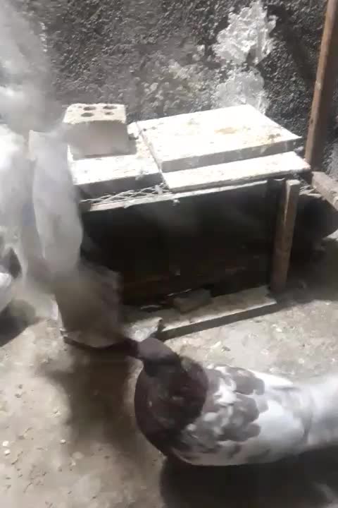 ساده افشون وکله سینه سرخ وسینه زرد|پرنده|مشهد, آبکوه|دیوار