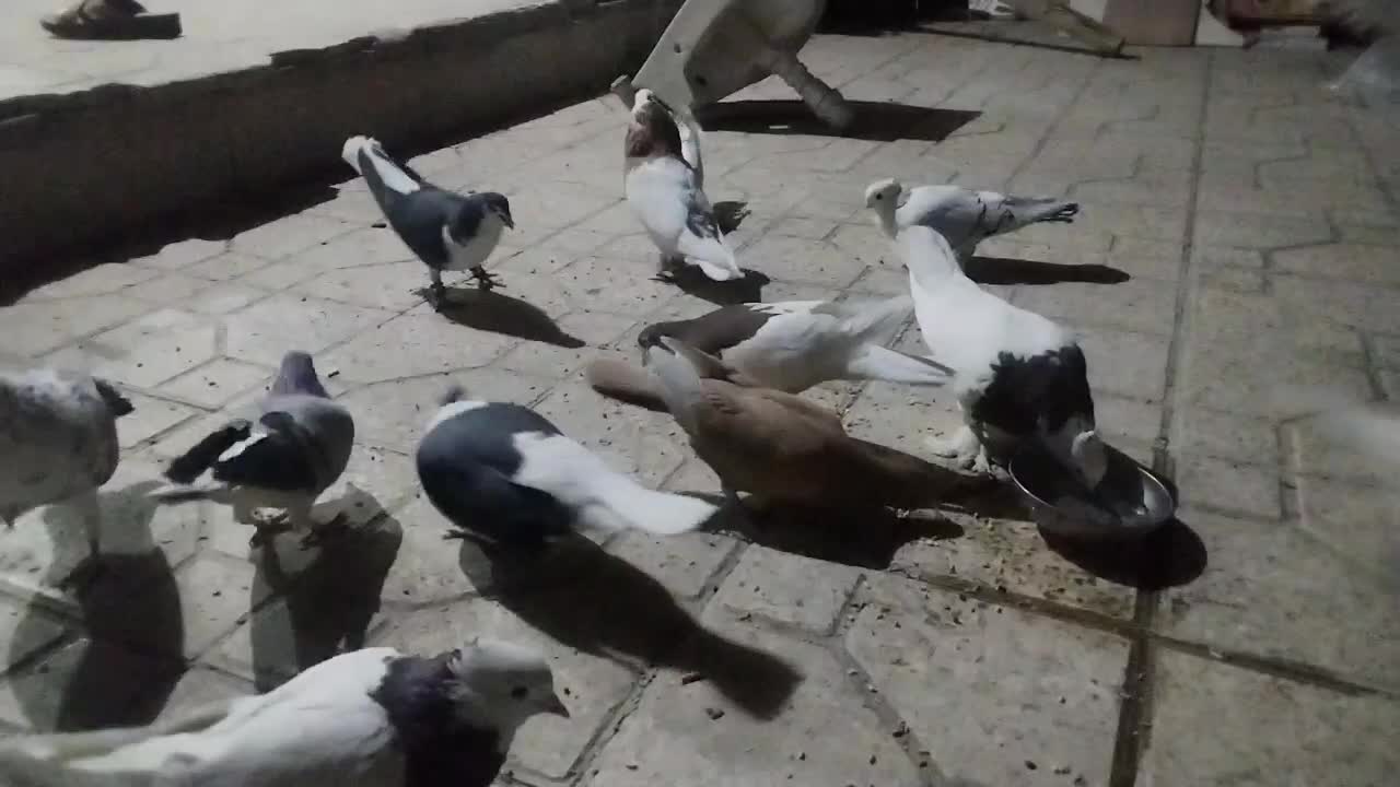 طوقی زرد|پرنده|فولادشهر, A3|دیوار