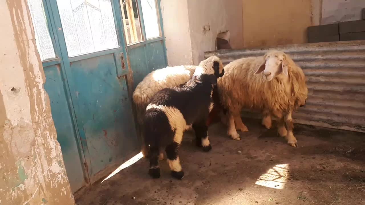 میش بره بز|حیوانات مزرعه|مسجد سلیمان, |دیوار