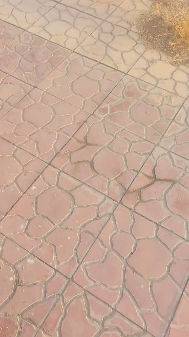 پراید مدل ۷۶|خودرو سواری و وانت|باوی, |دیوار