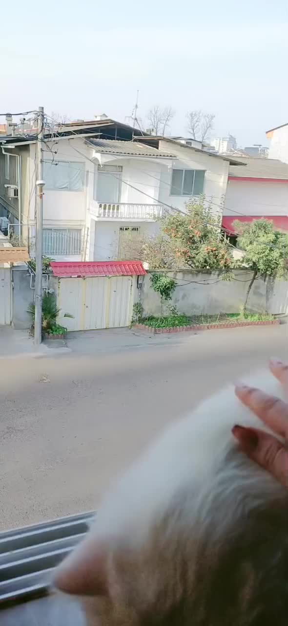 گربه پرشین نر یک سال و نیمه|گربه|تنکابن, |دیوار