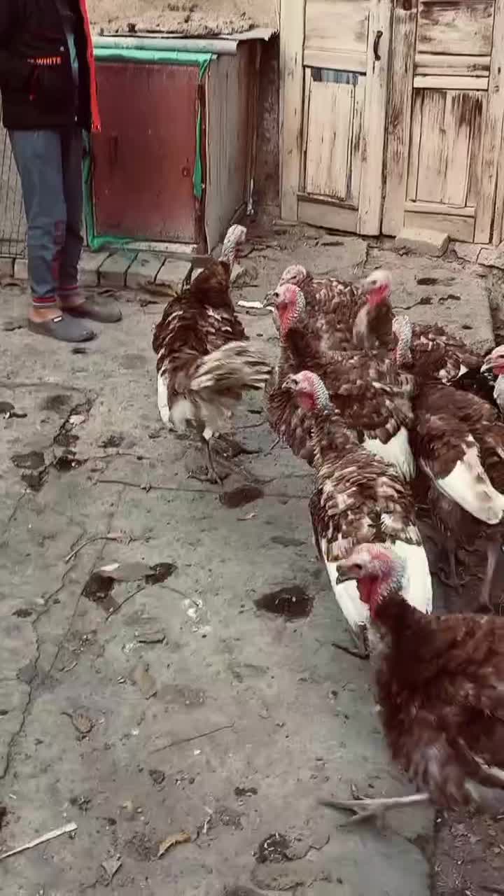 گله بوقلمون نر|حیوانات مزرعه|ابهر, |دیوار