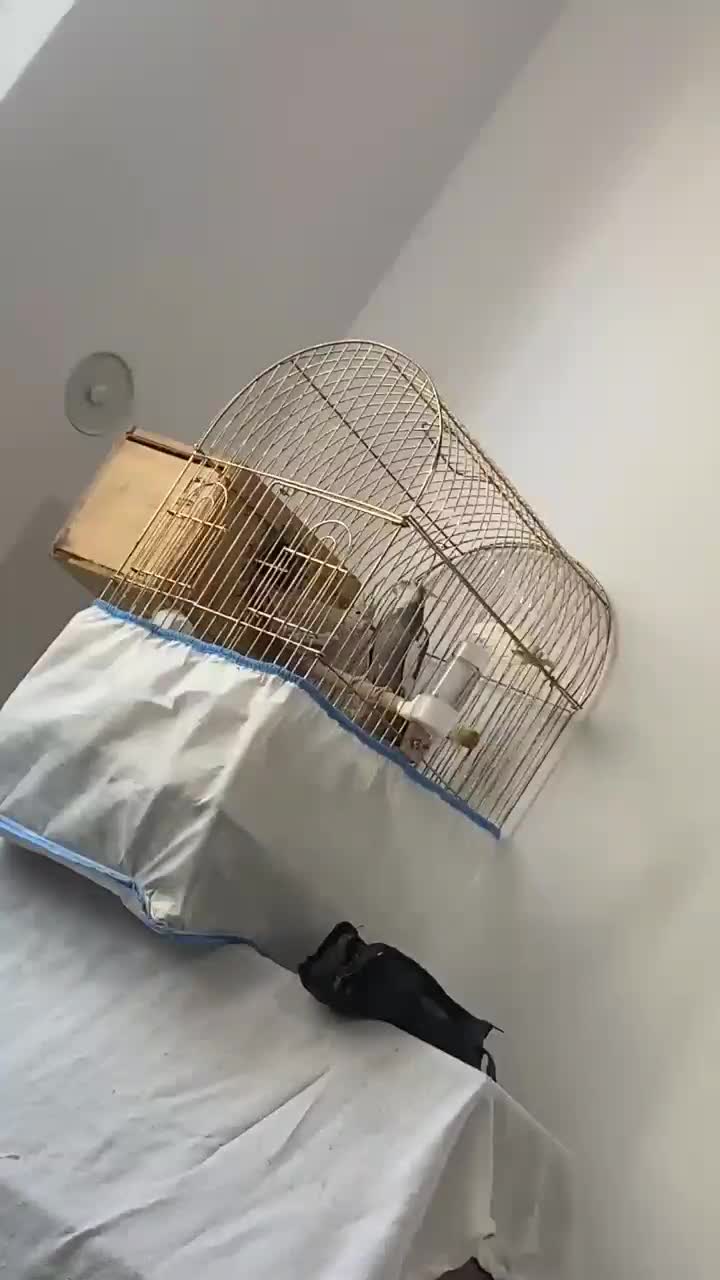 عروس هلندی مولد رنگ خاص|پرنده|آستارا, |دیوار