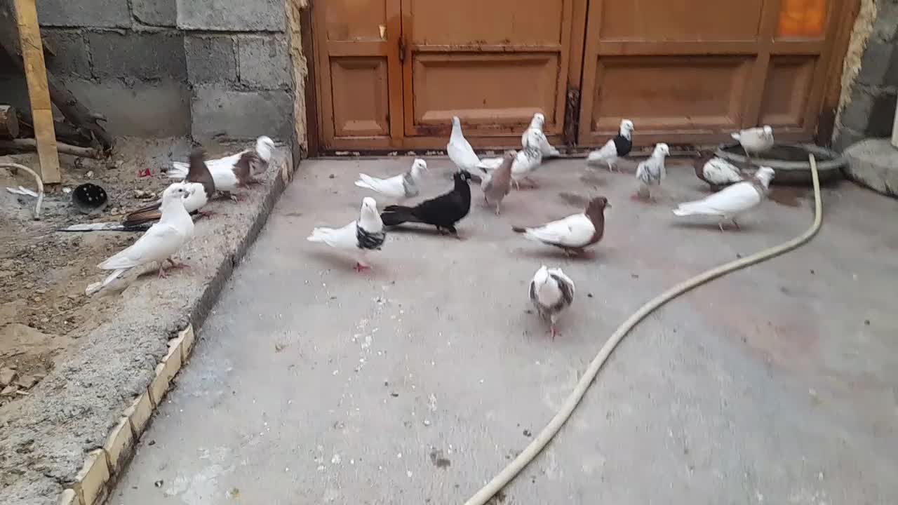 کبوتر جایزان|پرنده|بهبهان, |دیوار