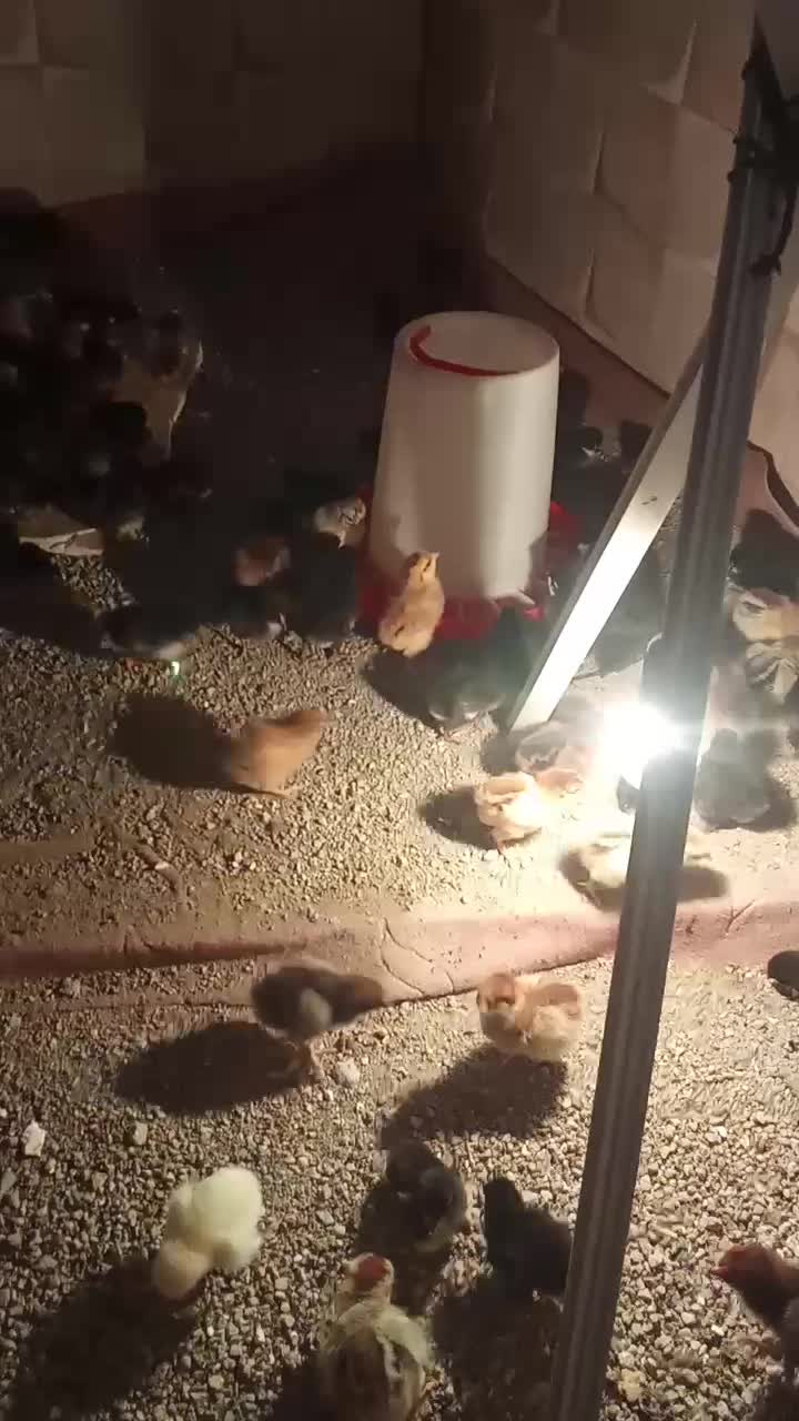 مرغ.خروس|حیوانات مزرعه|تبریز, |دیوار