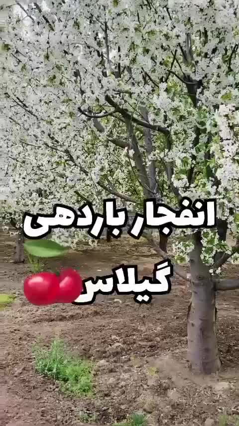 طراحی باغ و ویلا ،ساخت باغچه‌و نگهداری درختان|خدمات باغبانی و درختکاری|مشهد, امیریه|دیوار