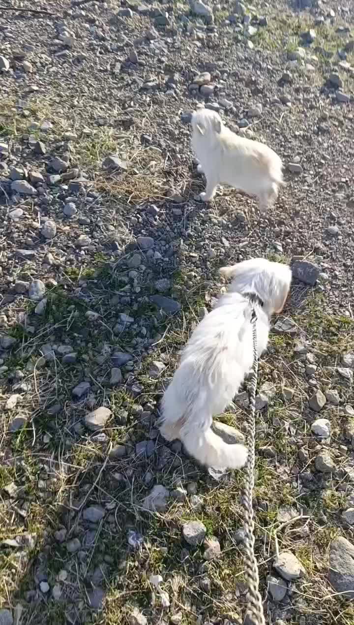 سگ .|سگ|زنجان, |دیوار