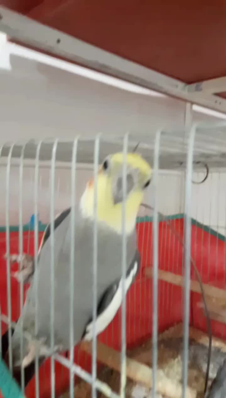 باسلام جفت عروس هلندی فروشی|پرنده|قیدار, |دیوار