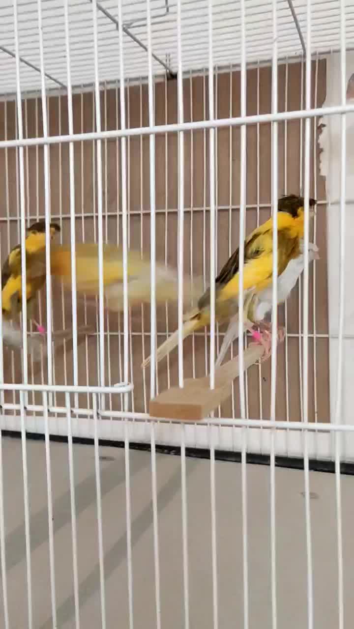 قناری نقره ای|پرنده|مشهد, امام خمینی|دیوار