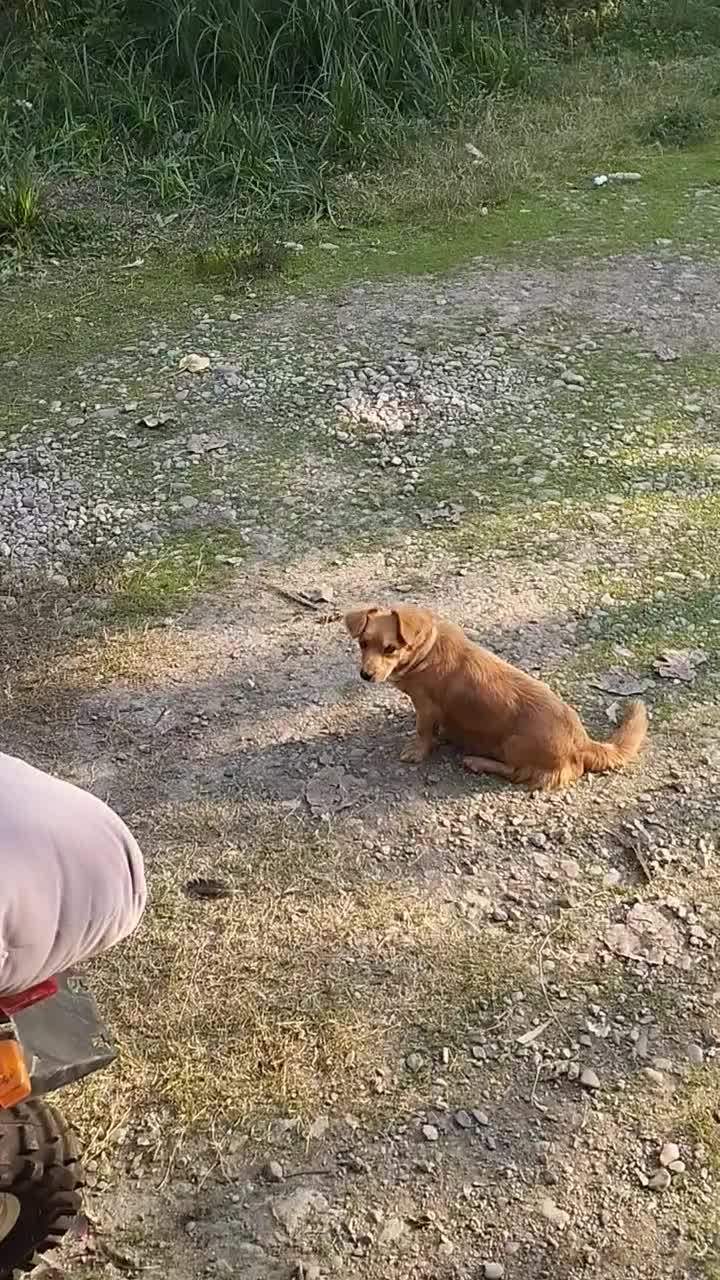 واگذاری   فندوق خوشکل و باهوش و با ادب|سگ|احمدسرگوراب, |دیوار