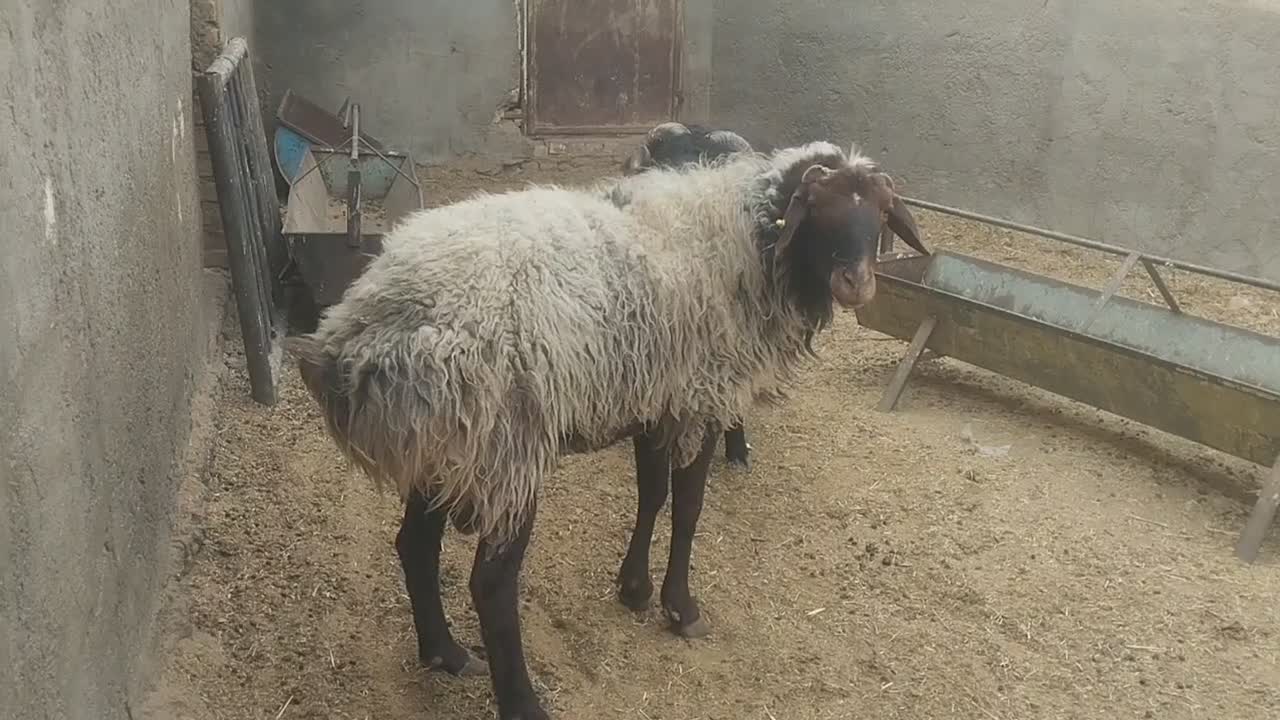 میش قوچ|حیوانات مزرعه|ورامین, قويينک زهری|دیوار