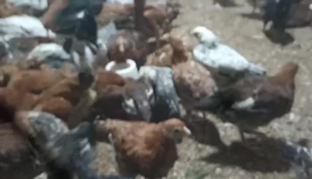 نیمچه مرغ|حیوانات مزرعه|سروآباد, |دیوار