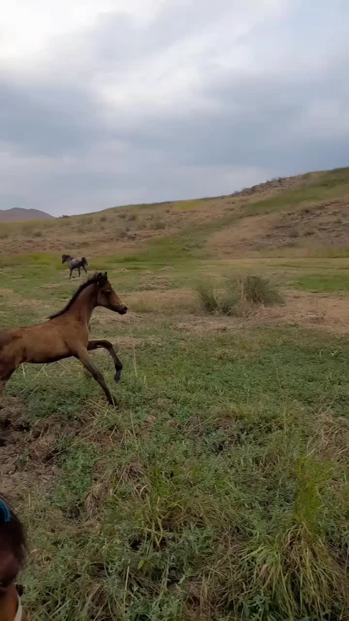 کره نریون اسب|اسب و تجهیزات اسب‌سواری|فریدونشهر, |دیوار