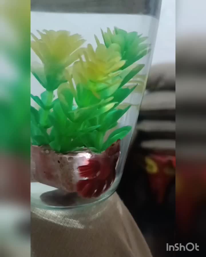 فایتر نر|ماهی|قیدار, |دیوار