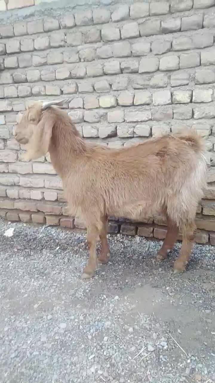 بزابستن 4دندون|حیوانات مزرعه|تایباد, |دیوار