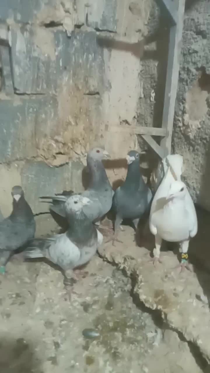 ۵تانر|پرنده|شیروان (خراسان), |دیوار