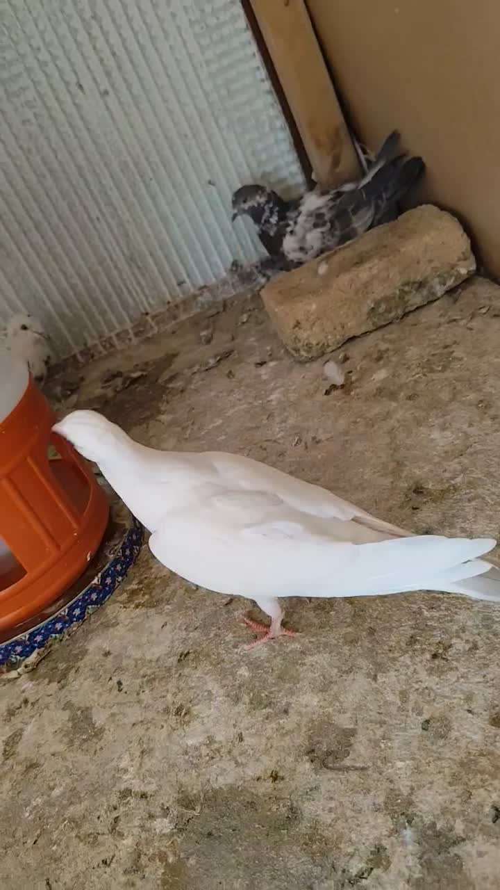 کفتر یا کبوتر معاوضه با قناری|پرنده|کرمانشاه, |دیوار