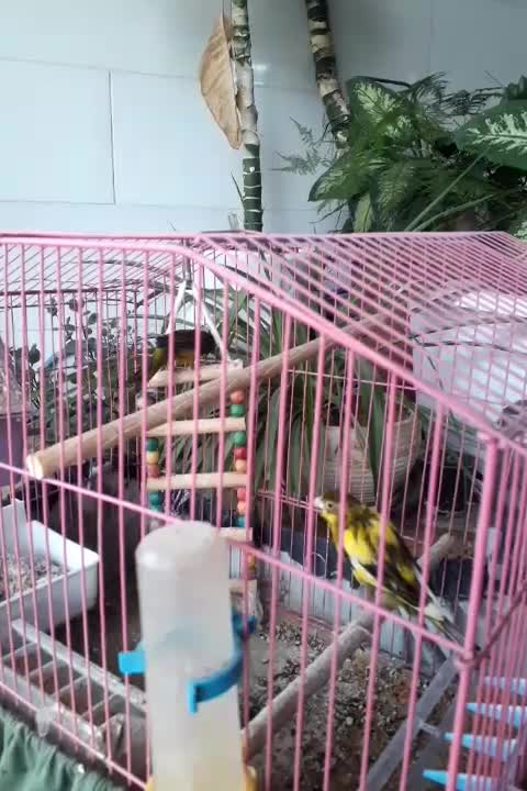 پرنده قناری|پرنده|برازجان, |دیوار