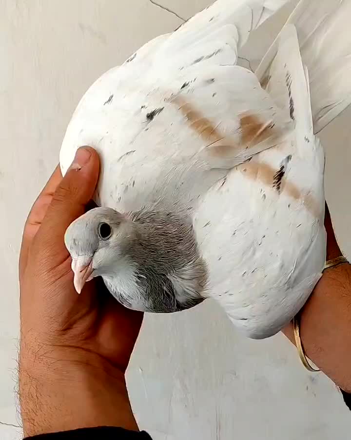 ساده|پرنده|تربت‌حیدریه, حسنی بالا|دیوار