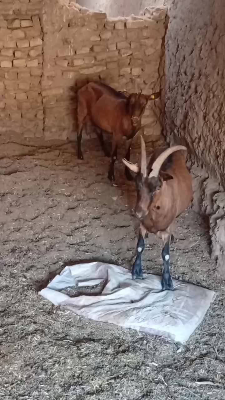 بز آلپاین اصل پرشیر|حیوانات مزرعه|سلامی, |دیوار