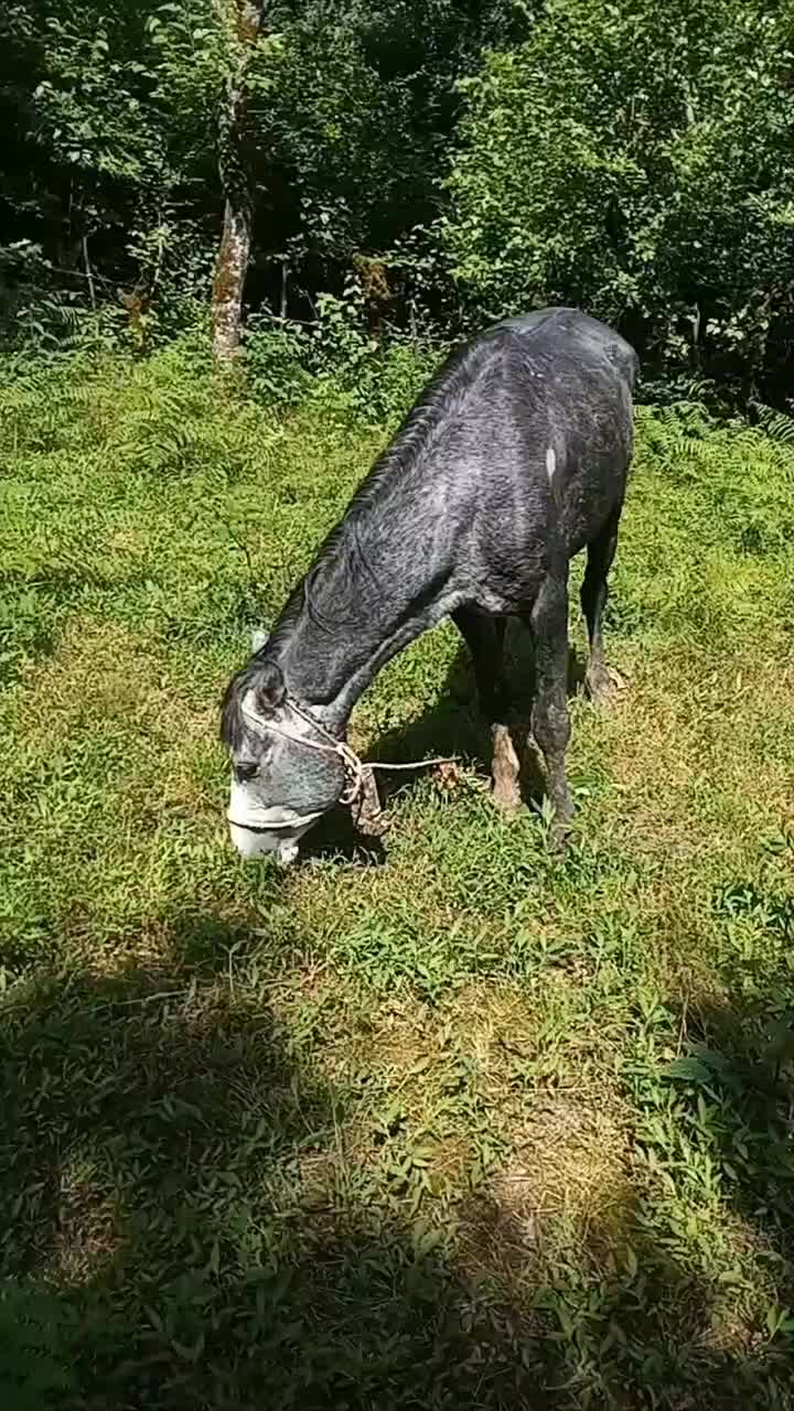 اسب نر|اسب و تجهیزات اسبسواری|لاهیجان, لیل|دیوار