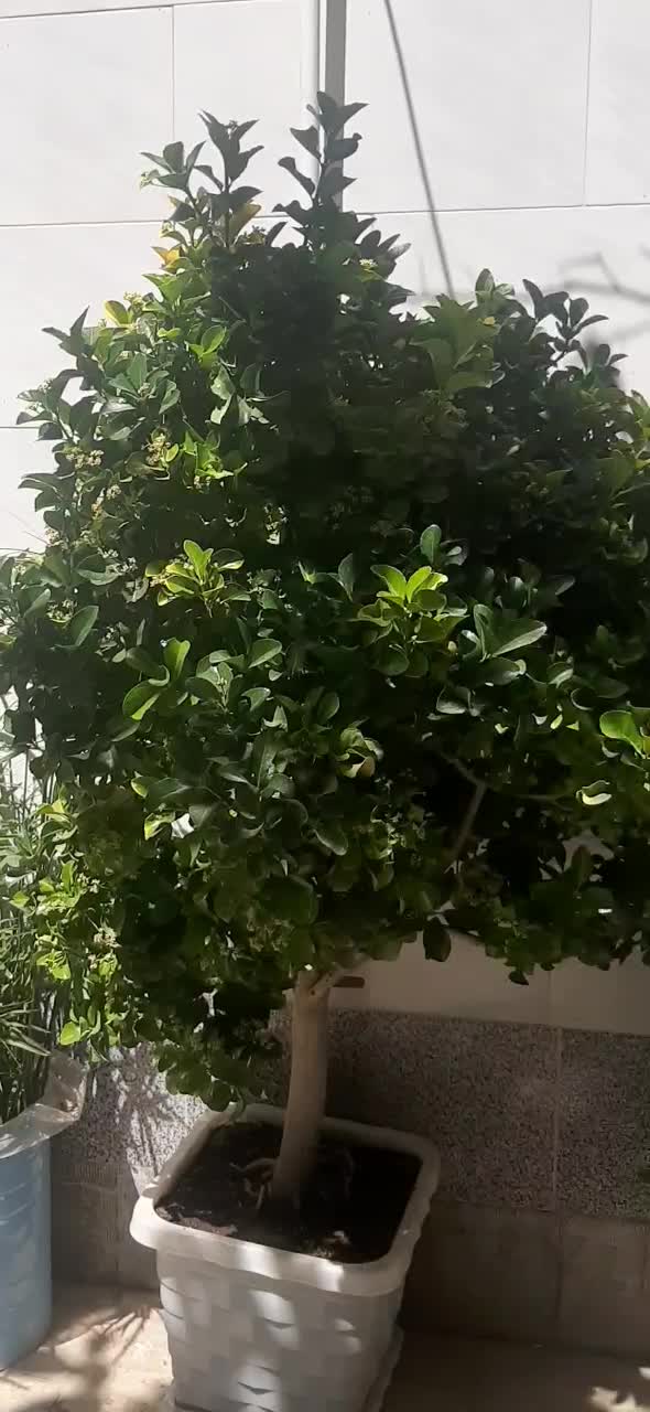 انواع گل و گلدان لیندا و نخل ماداگاسکار استثنایی|گل و گیاه طبیعی|اصفهان, سپاهان‌شهر|دیوار