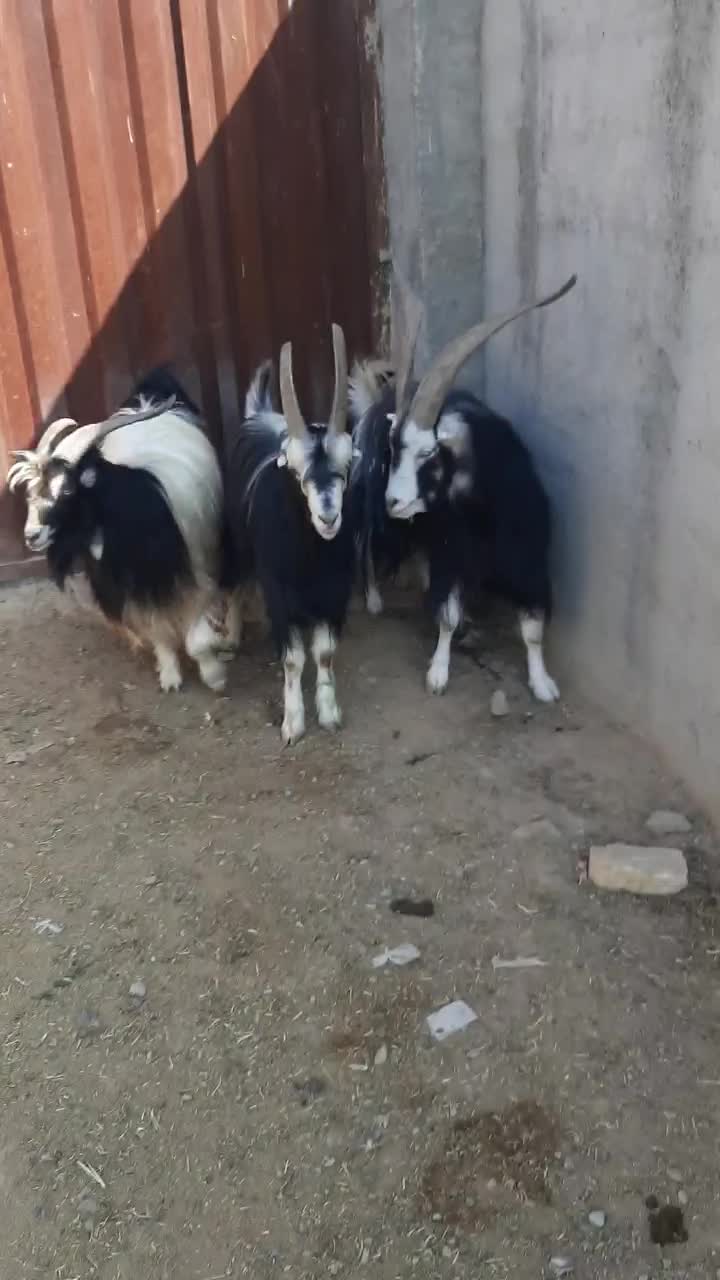 نربز|حیوانات مزرعه|پیشوا, |دیوار