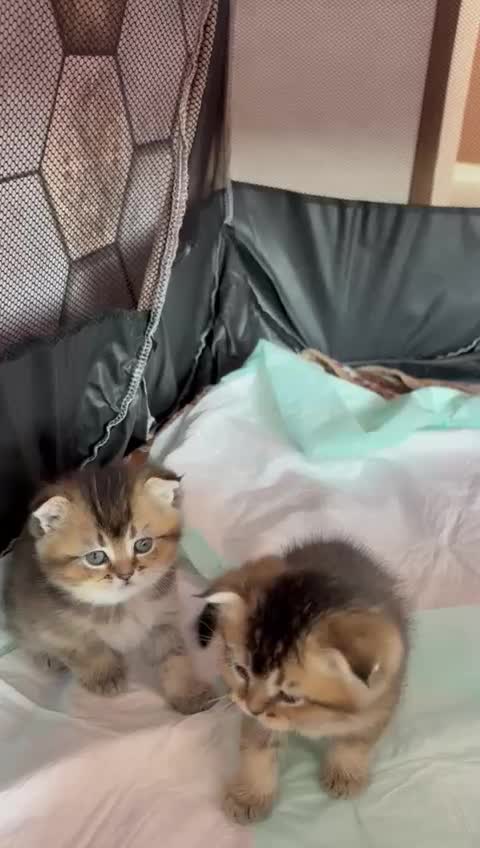 گربه های ملوس و خانگی|گربه|شیراز, پایانه مسافربری سعدی|دیوار