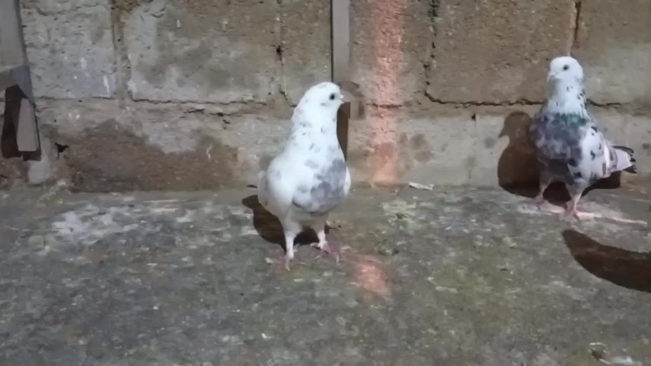 سه تا دمبی|پرنده|جهرم, |دیوار